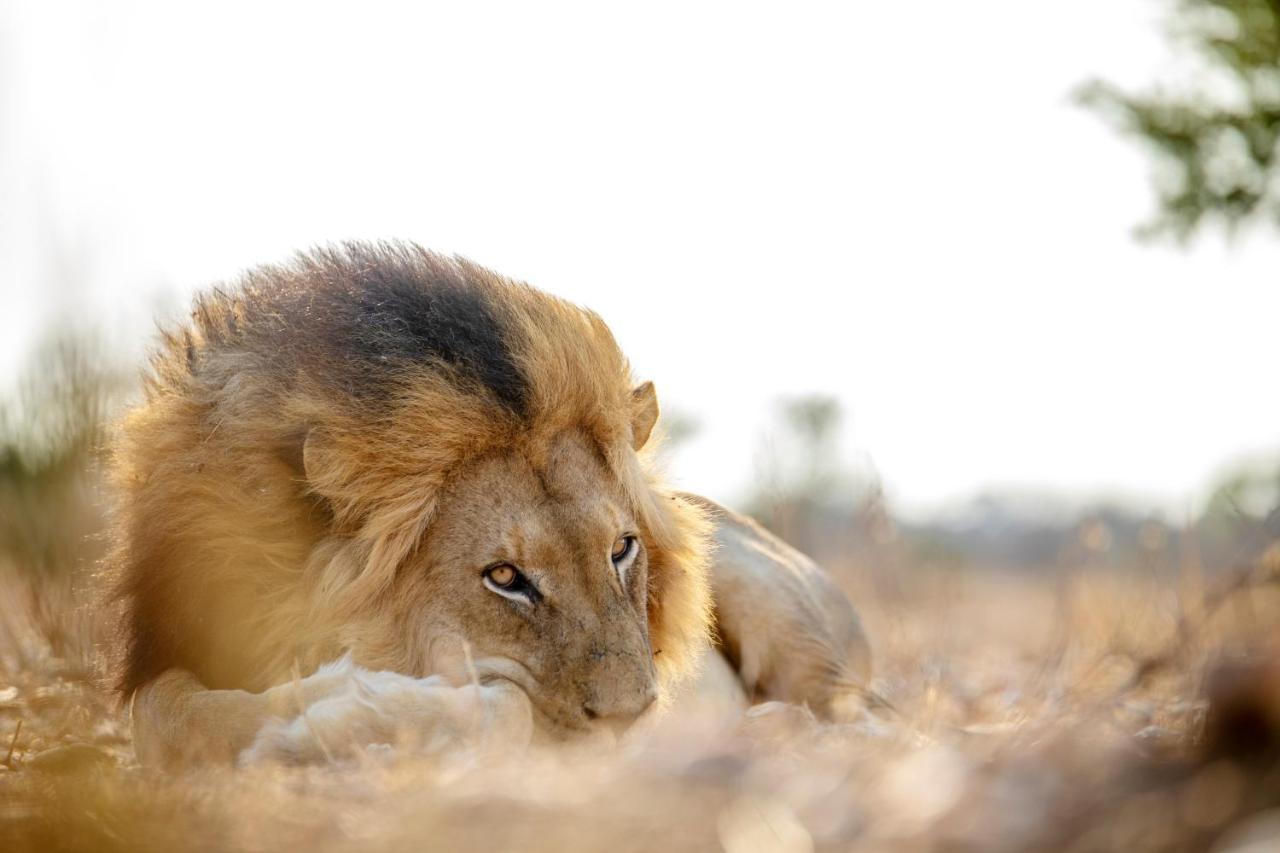 แคมป์ จาบูลานี ลอดจ์ Villa Kapama Game Reserve ภายนอก รูปภาพ