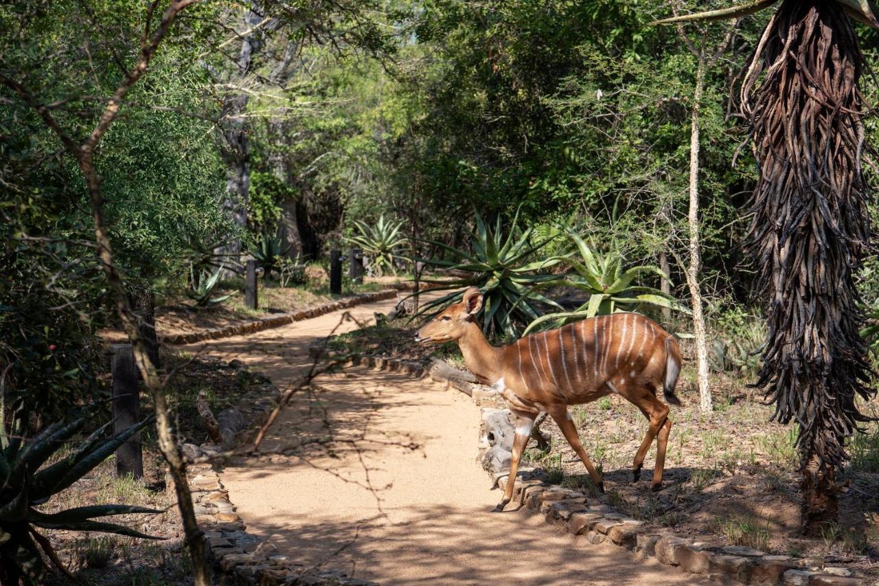 แคมป์ จาบูลานี ลอดจ์ Villa Kapama Game Reserve ภายนอก รูปภาพ